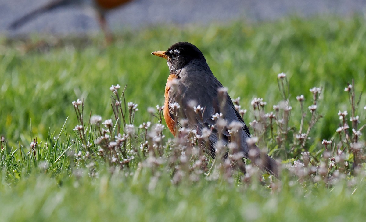American Robin - ML616959128