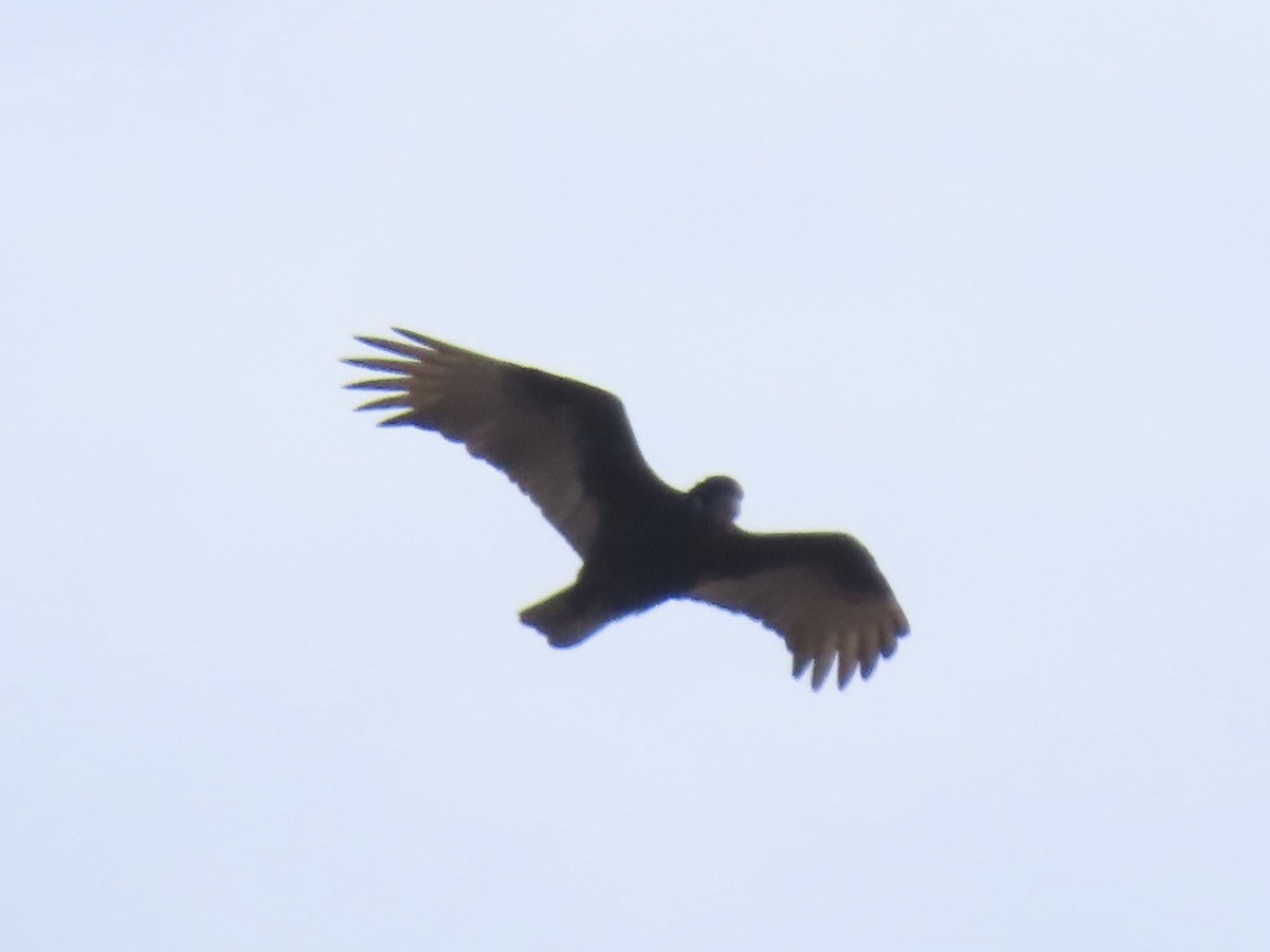 Turkey Vulture - ML616959135