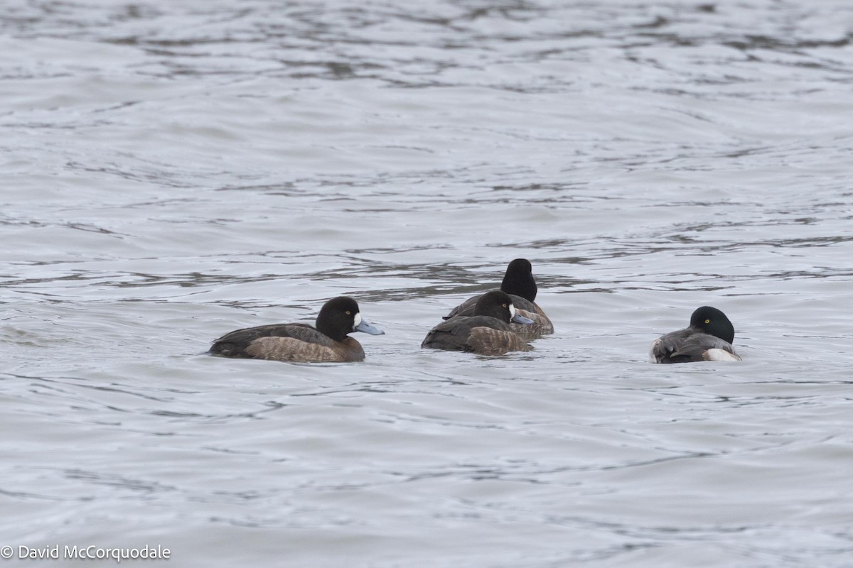Greater Scaup - ML616959141