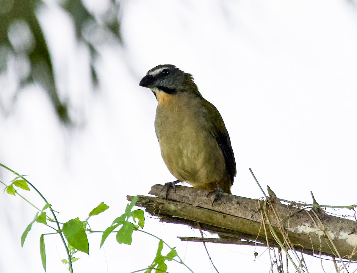 Buff-throated Saltator - ML616959166