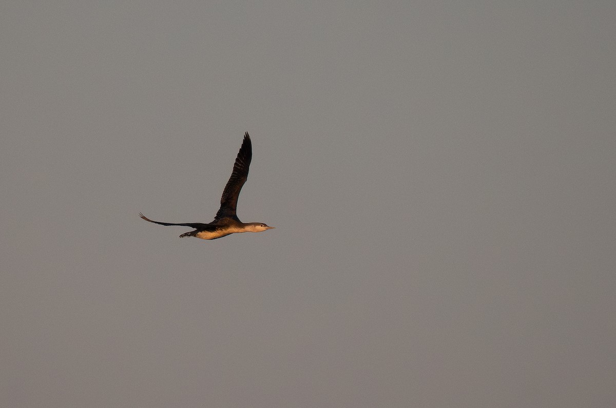 Red-throated Loon - ML616959181