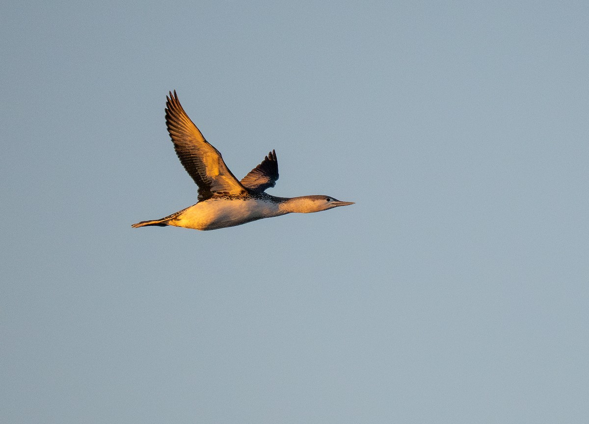 Red-throated Loon - ML616959182