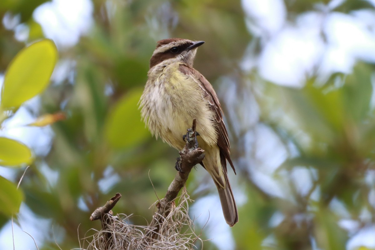 Piratic Flycatcher - ML616959195