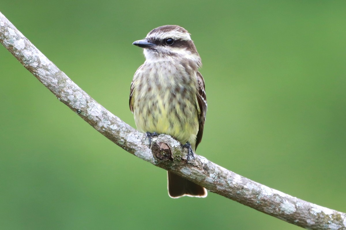 Variegated Flycatcher - ML616959202