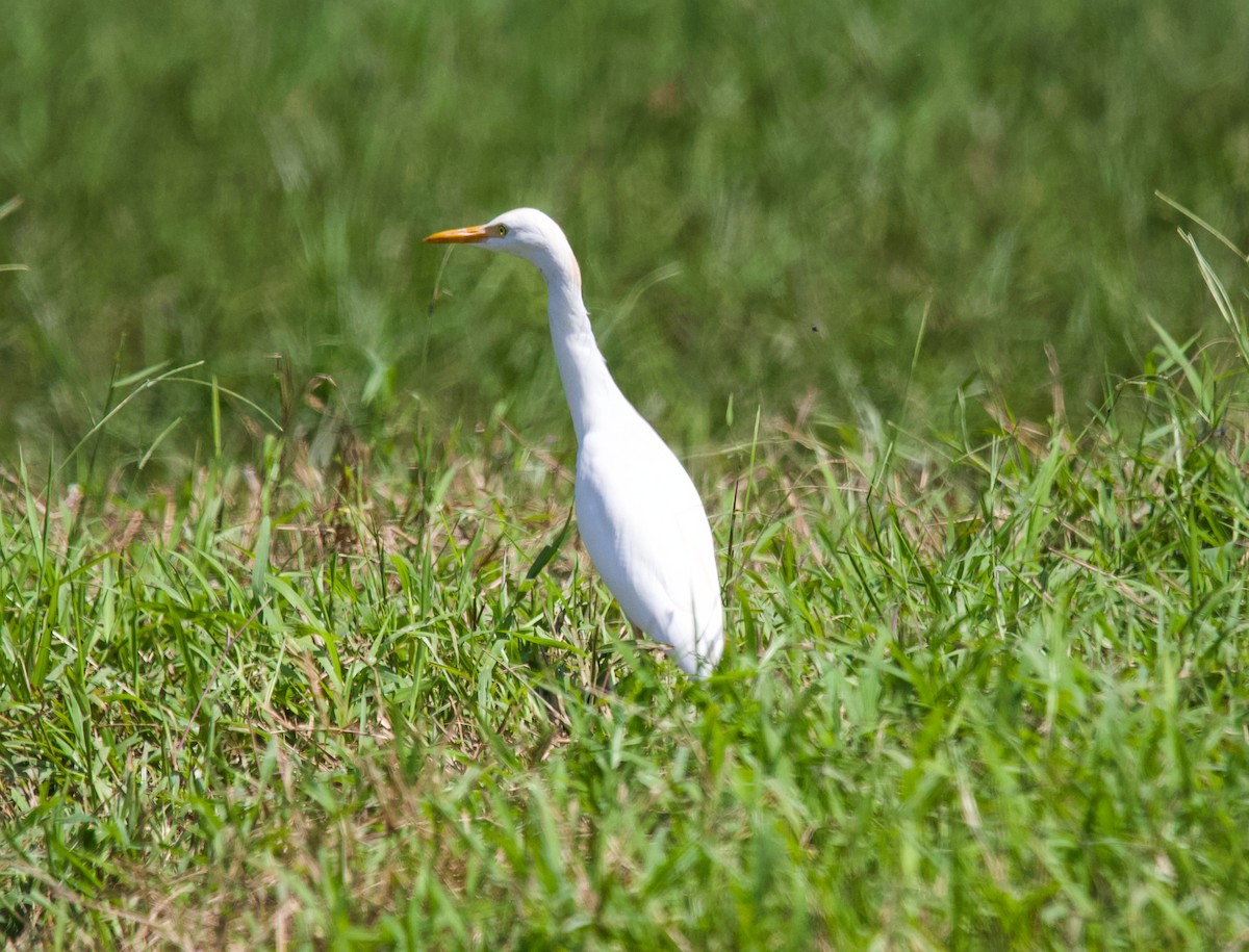 Western Cattle Egret - ML616959234