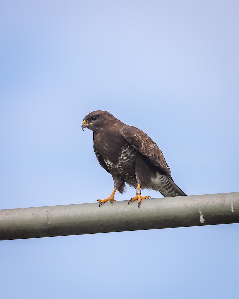 Common Buzzard - ML616959242