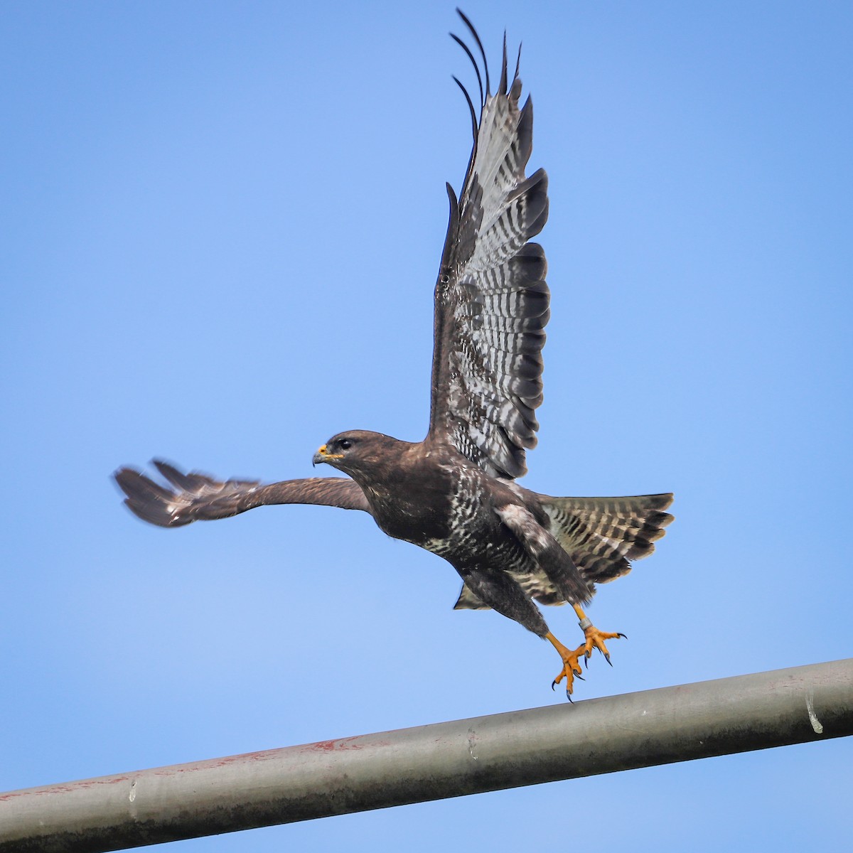 Common Buzzard - ML616959248