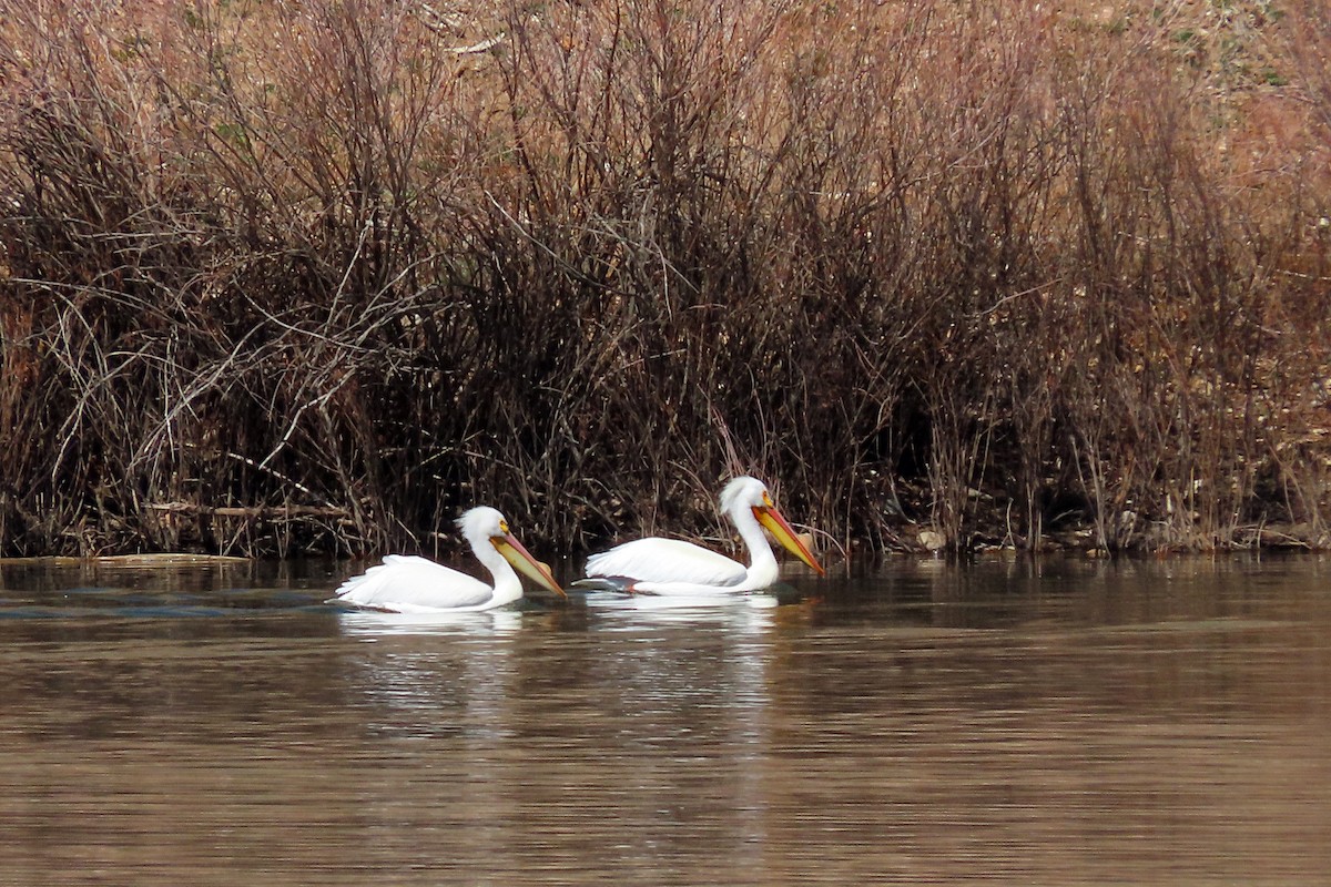 American White Pelican - ML616959286