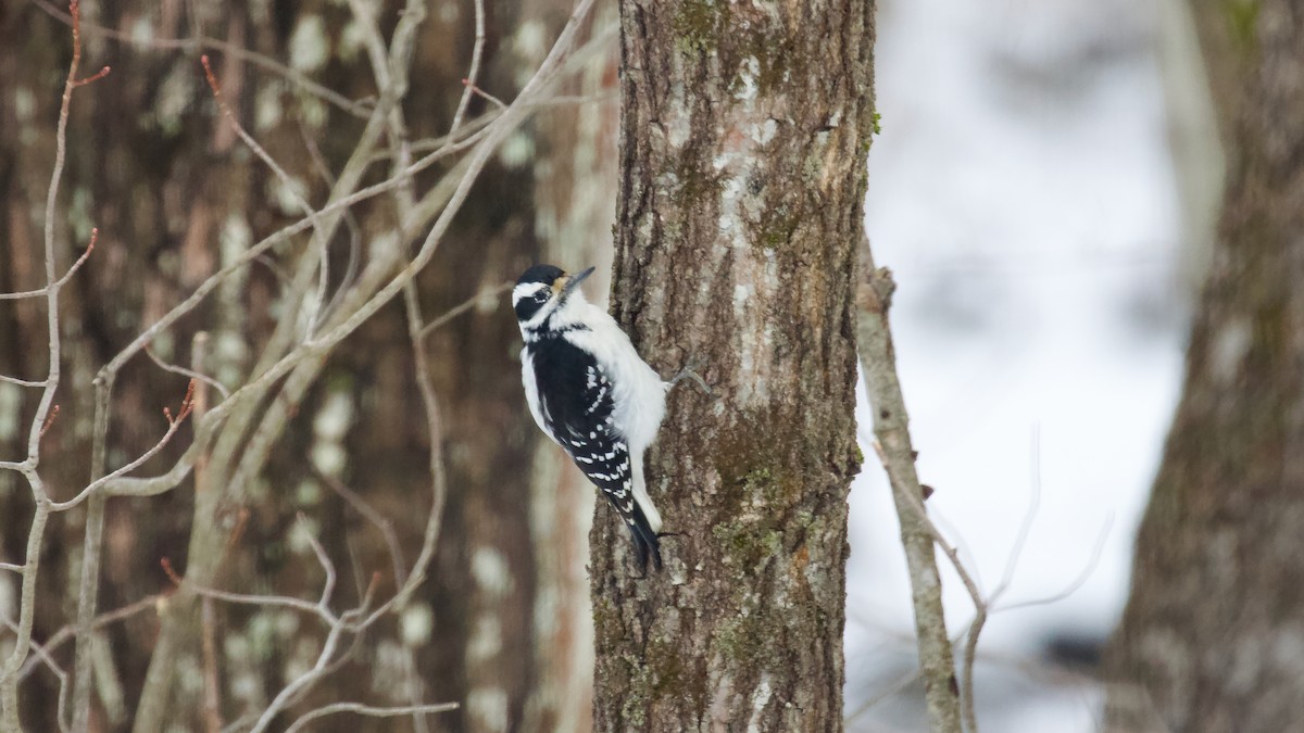 Hairy Woodpecker - ML616959287