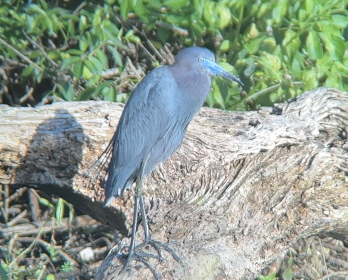 Little Blue Heron - ML616959309