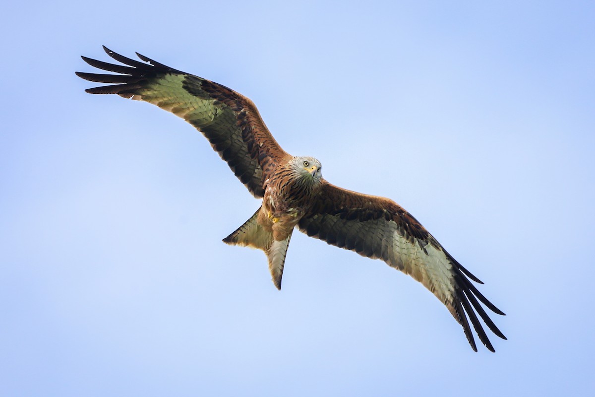 Red Kite - ML616959321