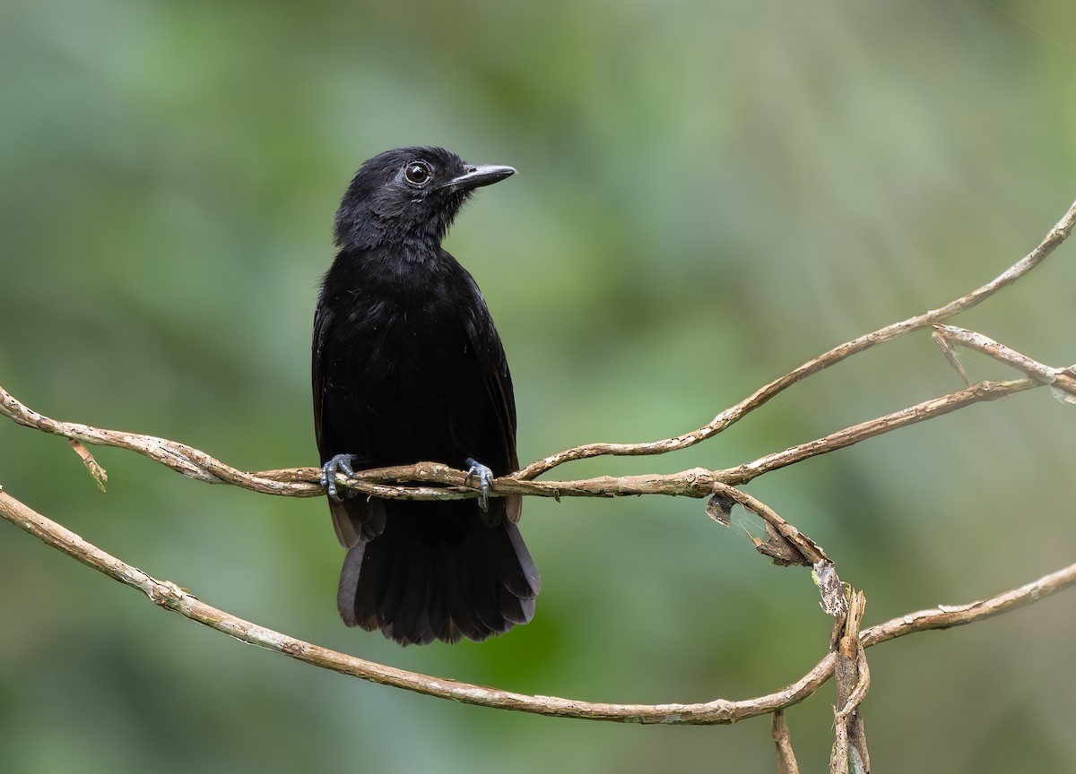 Cocha Antshrike - ML616959377