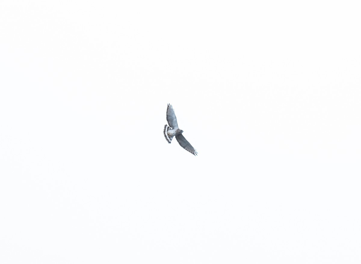 Broad-winged Hawk - ML616959378