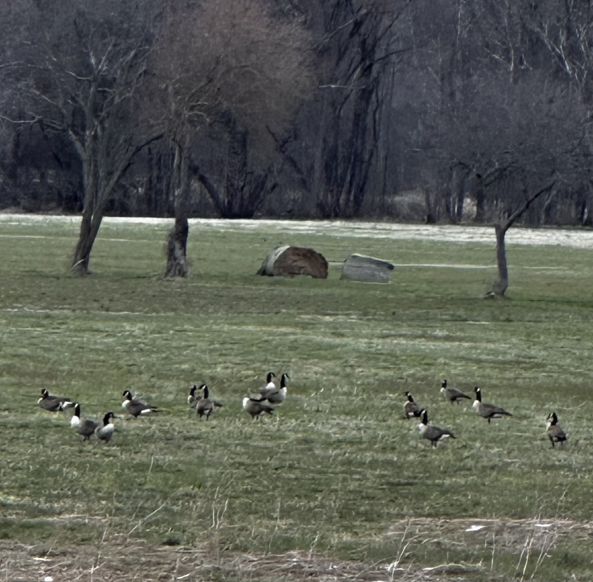 Canada Goose - Deb Kilpatrick