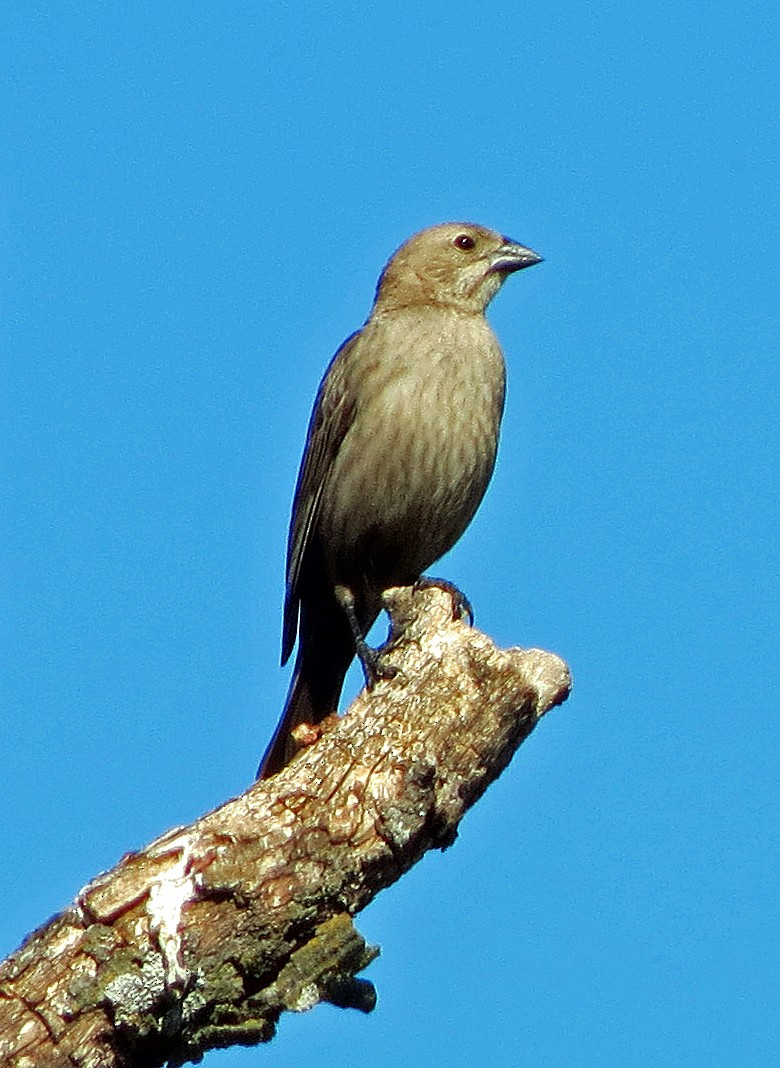 Brown-headed Cowbird - John Ault