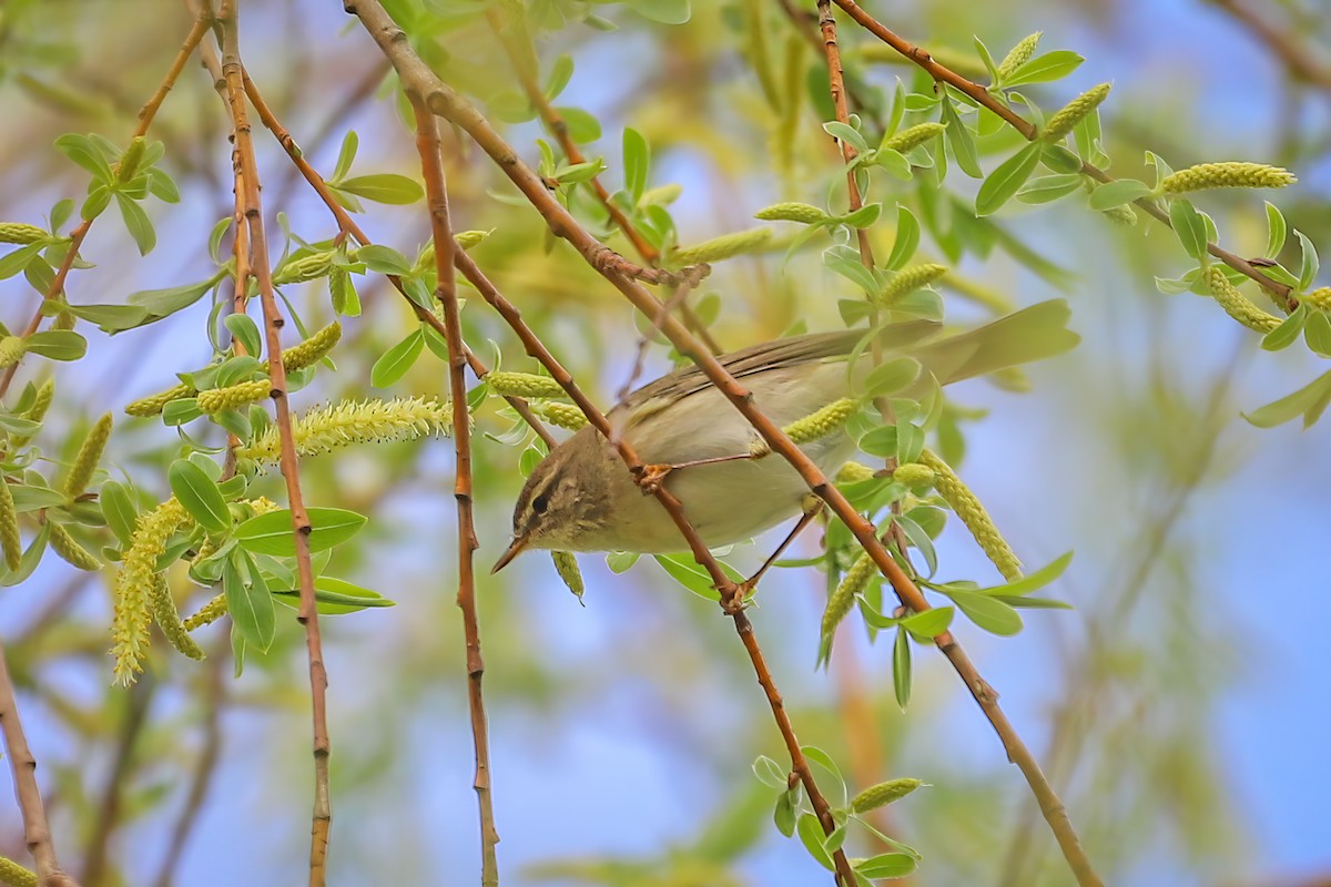 Willow Warbler - ML616959503