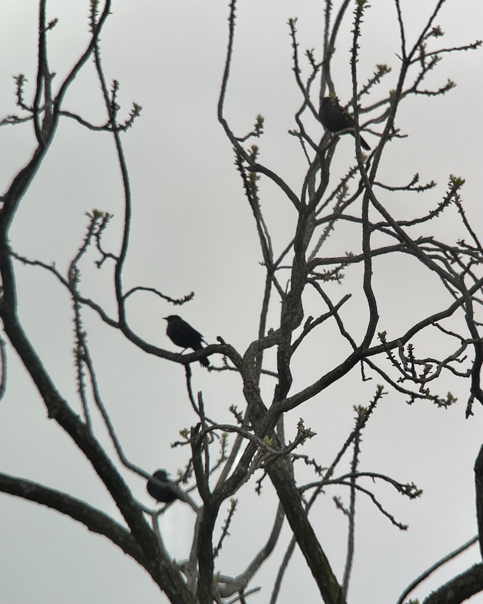 Brewer's Blackbird - Stephen Tyson