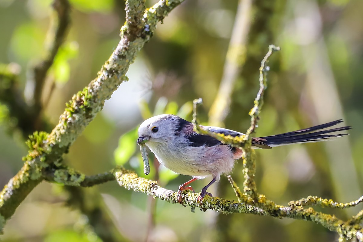 Long-tailed Tit - ML616959642