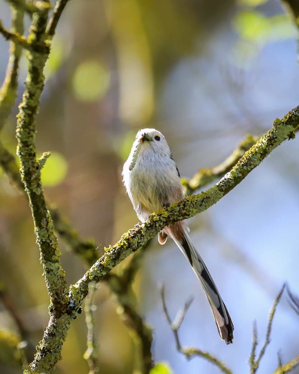 Long-tailed Tit - ML616959651