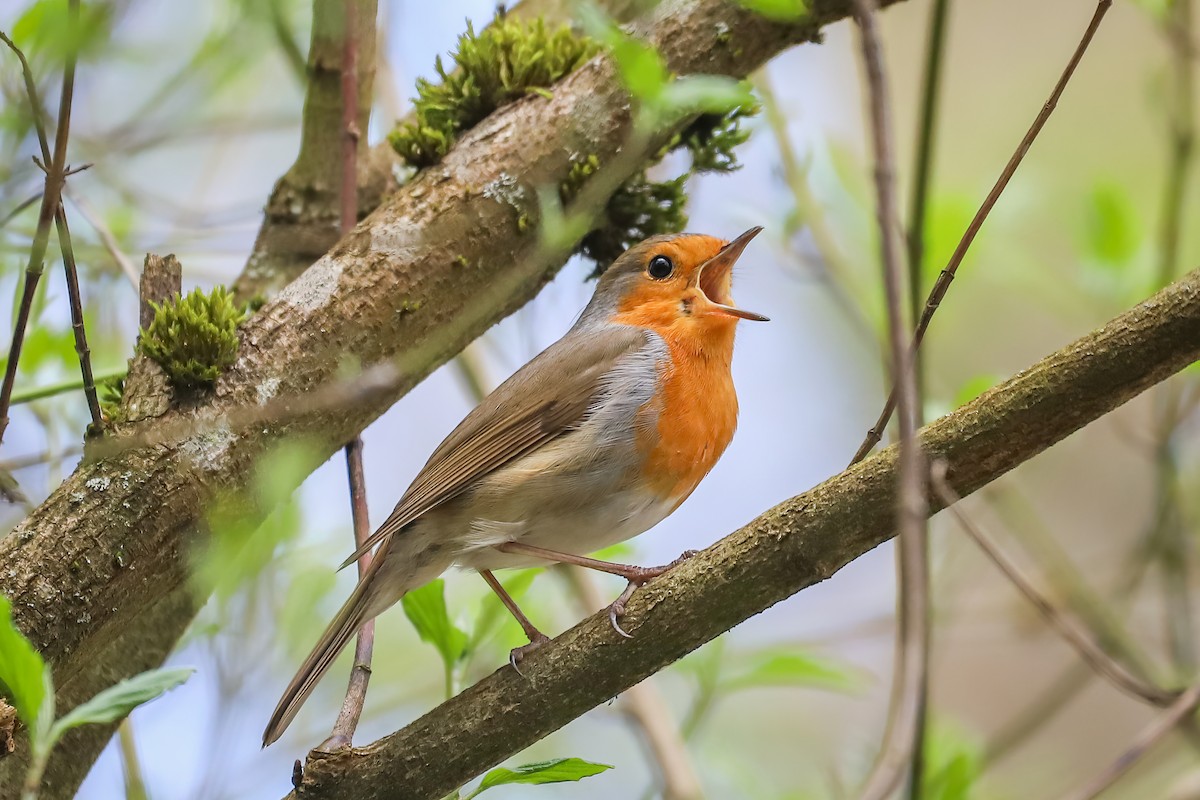 European Robin - ML616959693