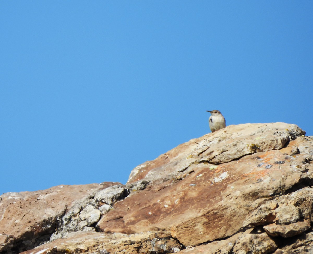 Rock Wren - ML616959698