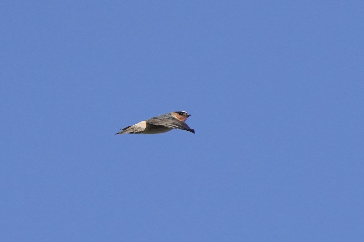 Cliff Swallow - ML616959727