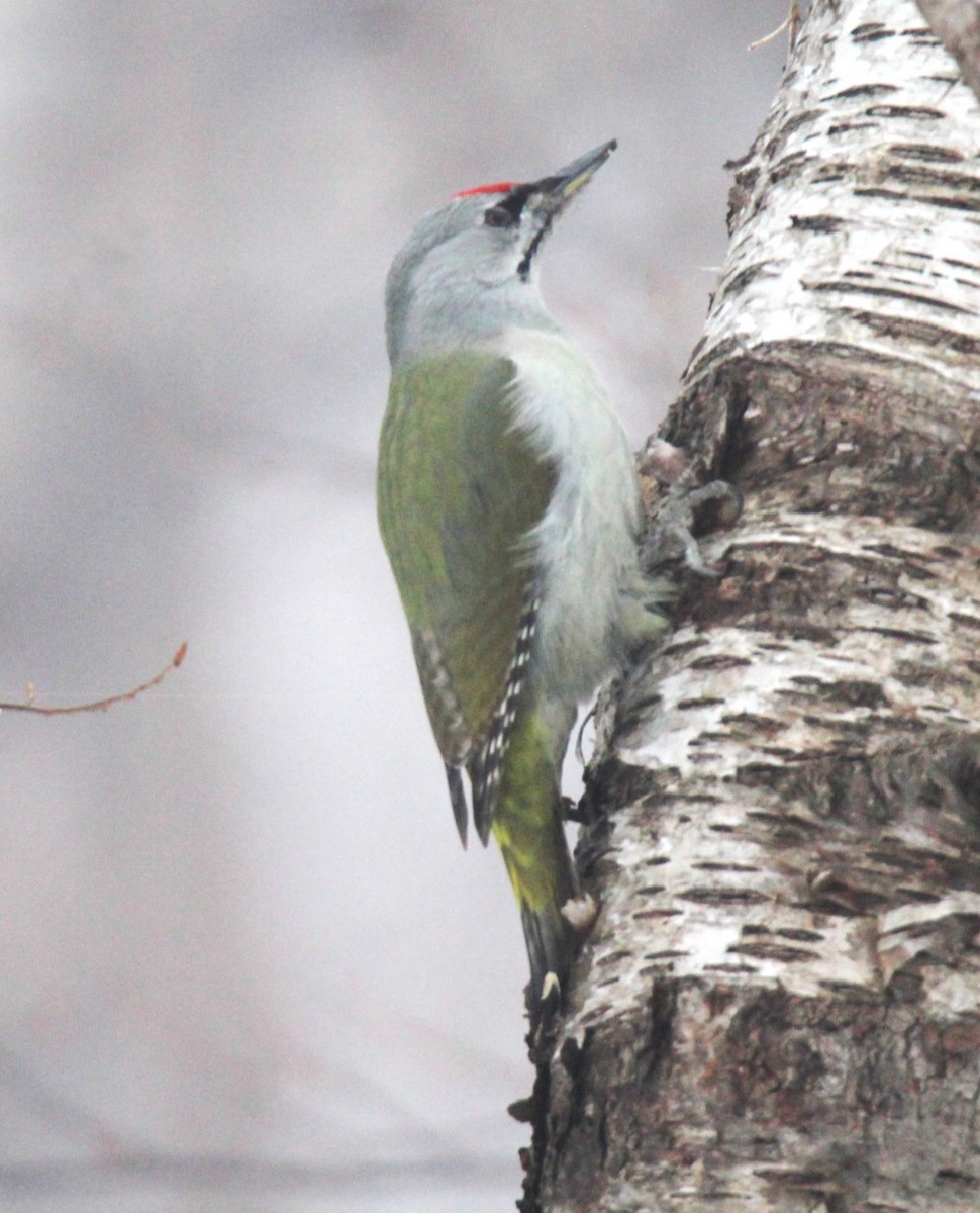 Gray-headed Woodpecker (Gray-headed) - ML616959746