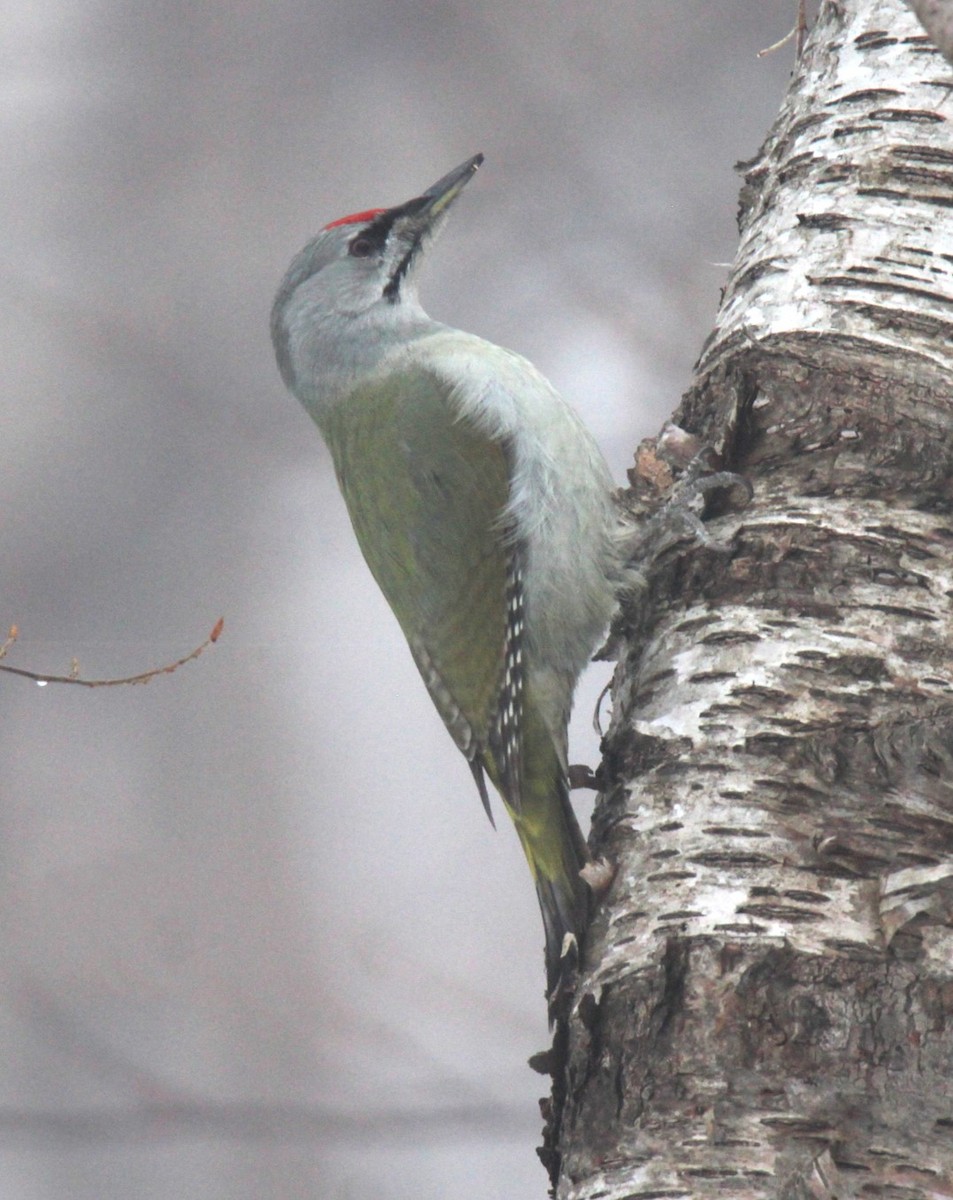 Gray-headed Woodpecker (Gray-headed) - ML616959747