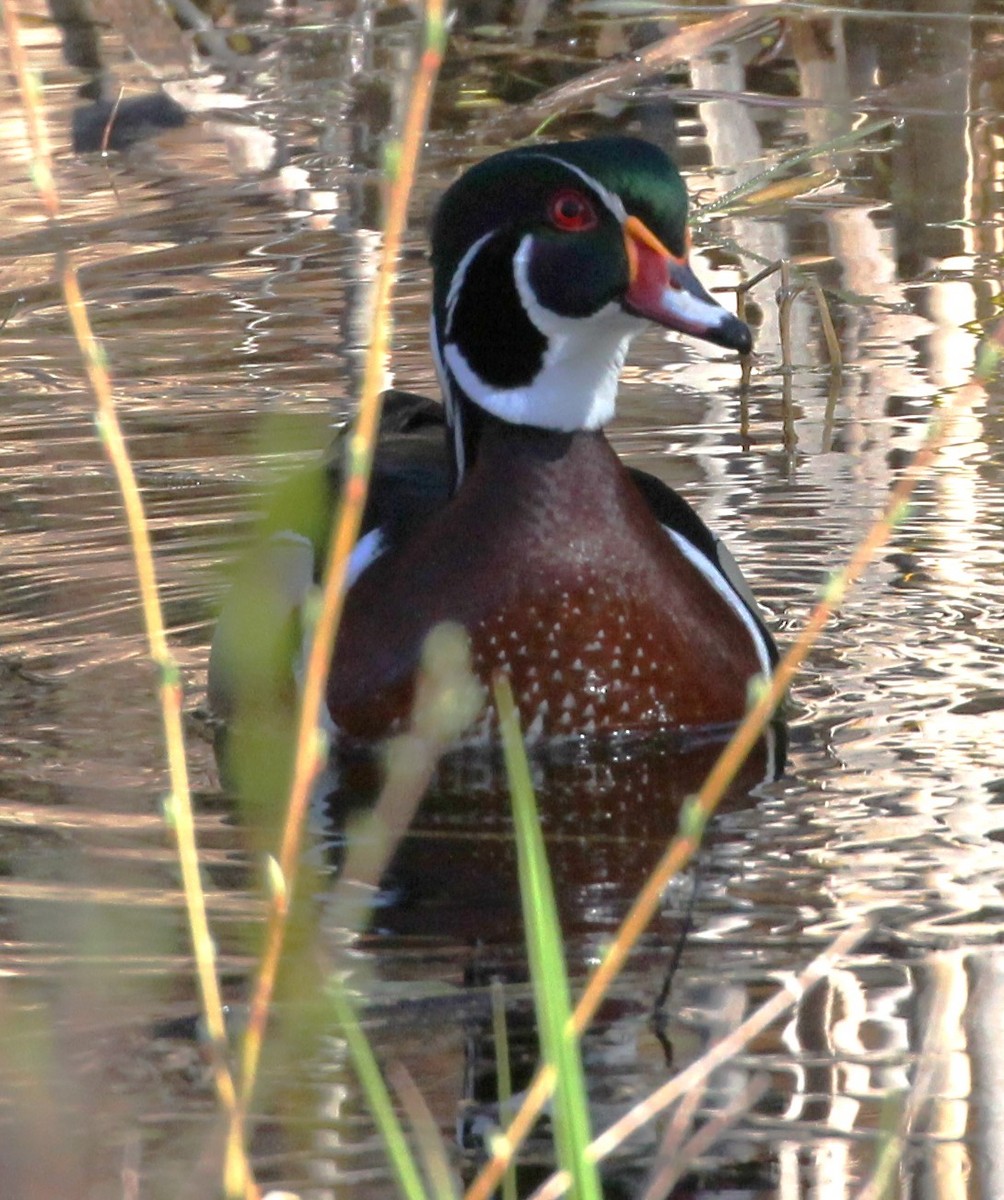 Wood Duck - Kelly Kline