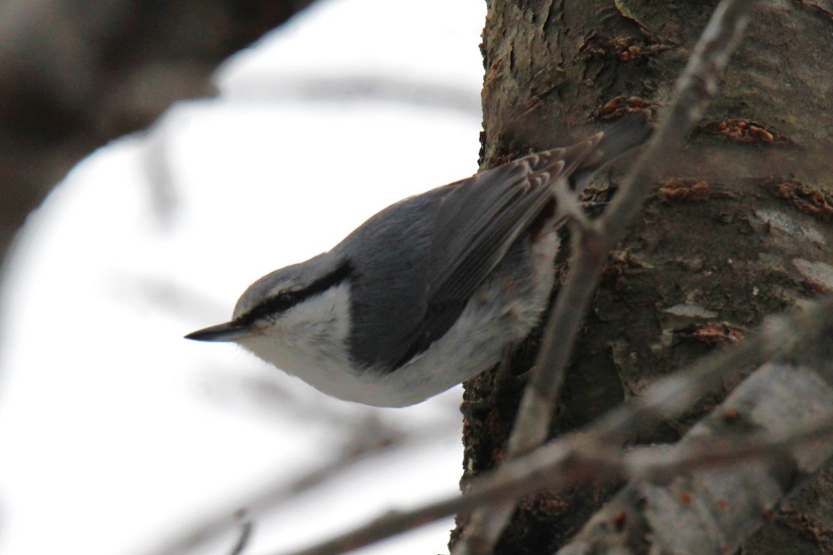 Eurasian Nuthatch (White-bellied) - ML616959766