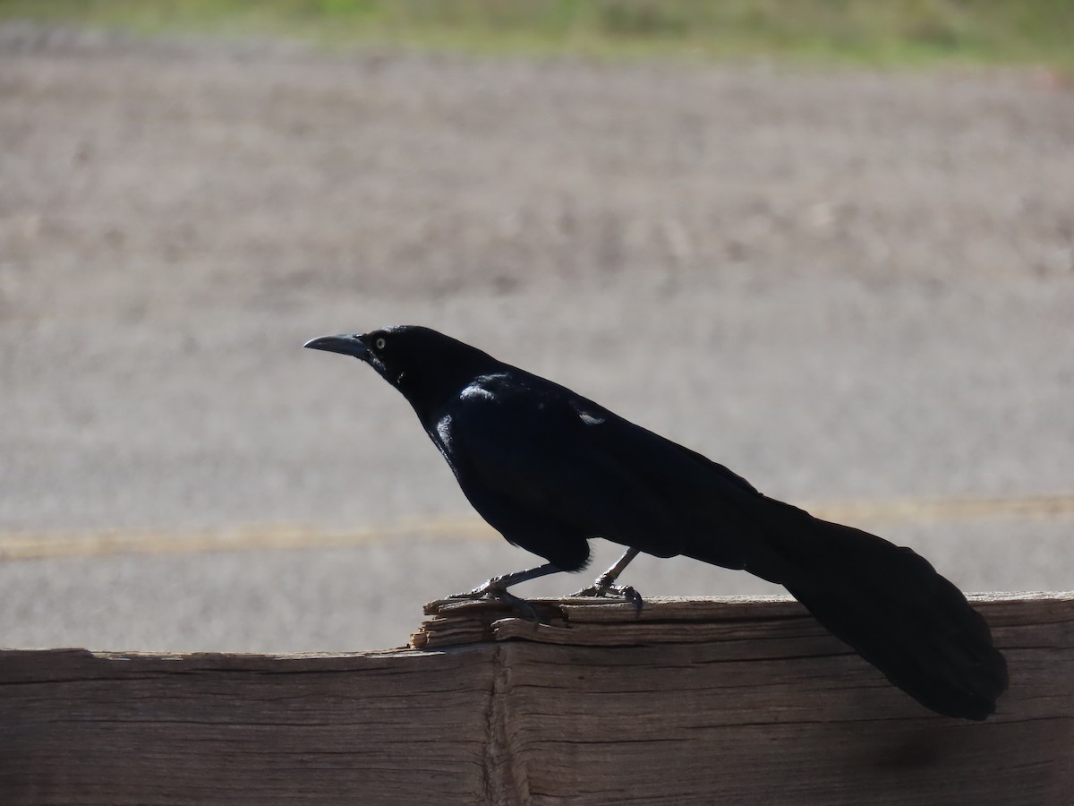 Great-tailed Grackle - Nathan Wilson