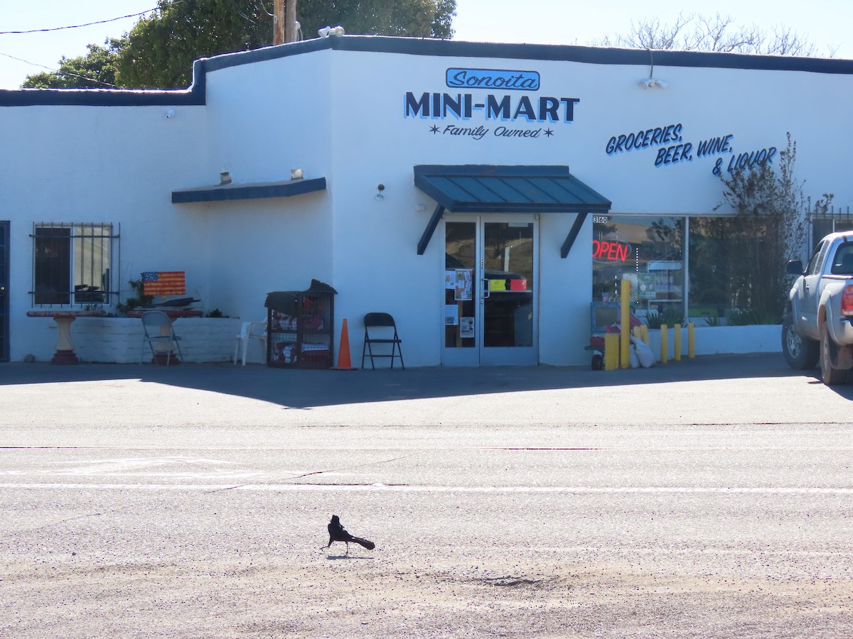 Great-tailed Grackle - ML616959785