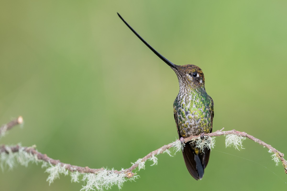 Sword-billed Hummingbird - ML616959804
