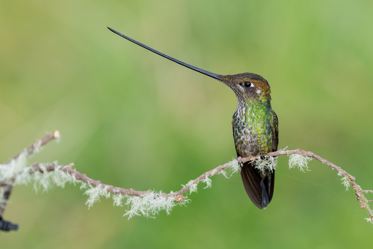 Sword-billed Hummingbird - ML616959805
