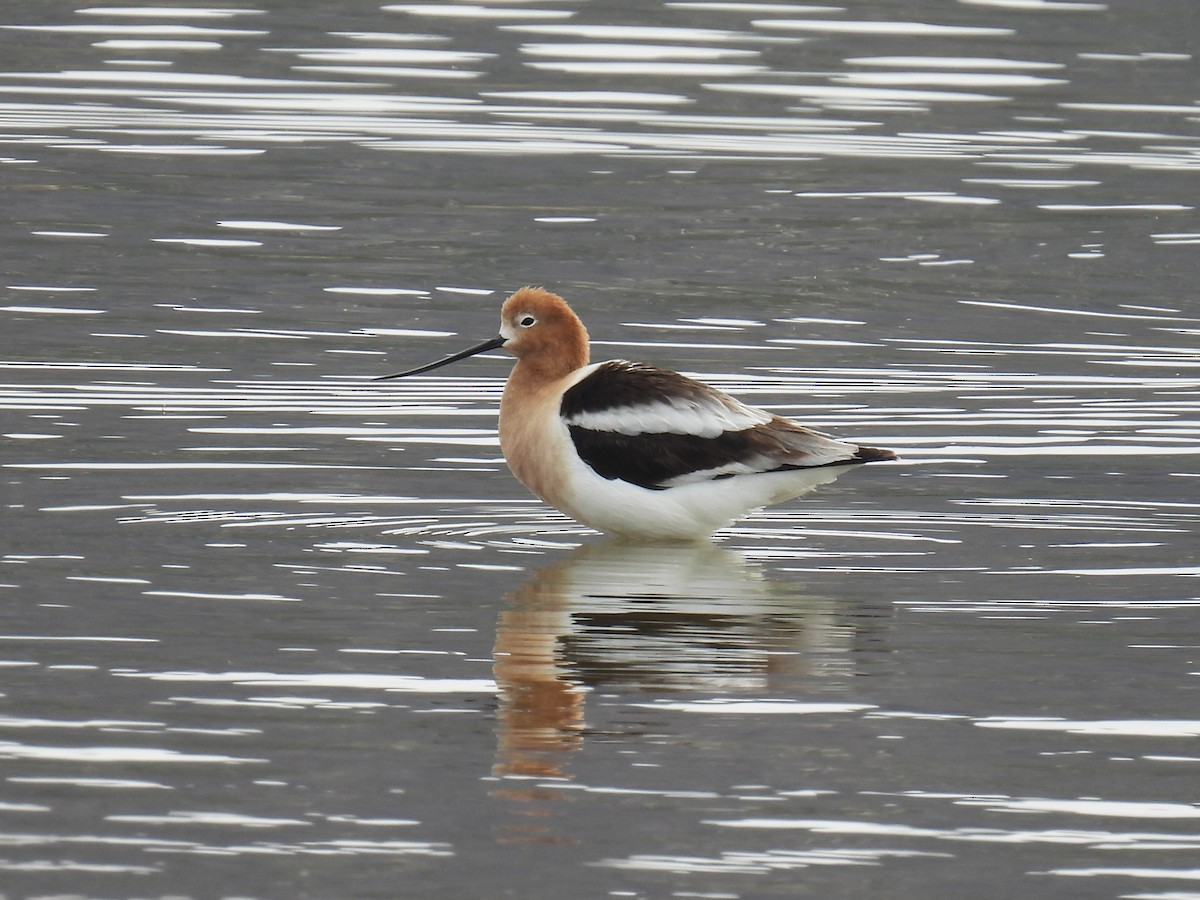 Avocette d'Amérique - ML616959885