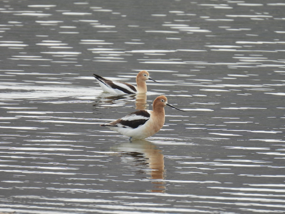 Avocette d'Amérique - ML616959886