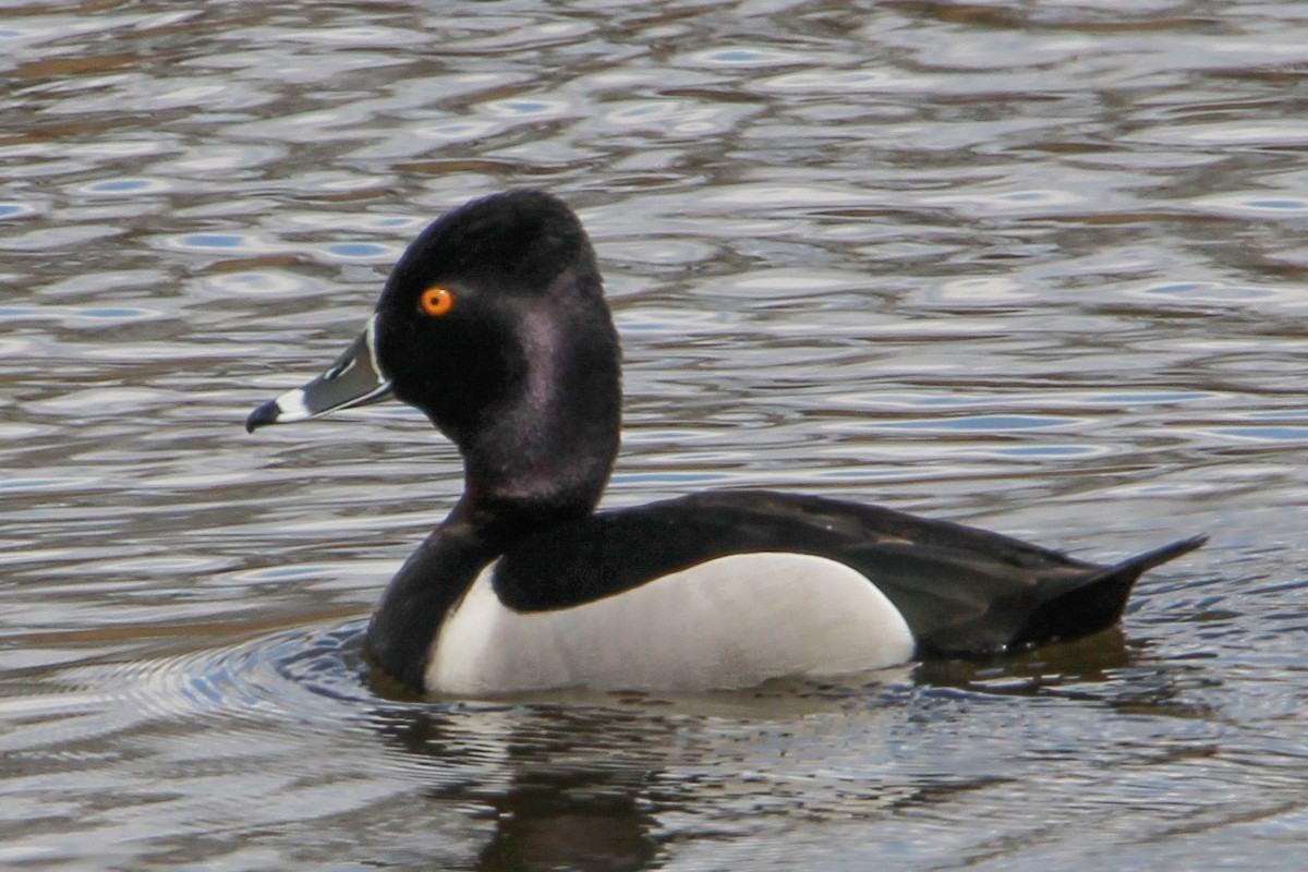 Ring-necked Duck - ML616959907