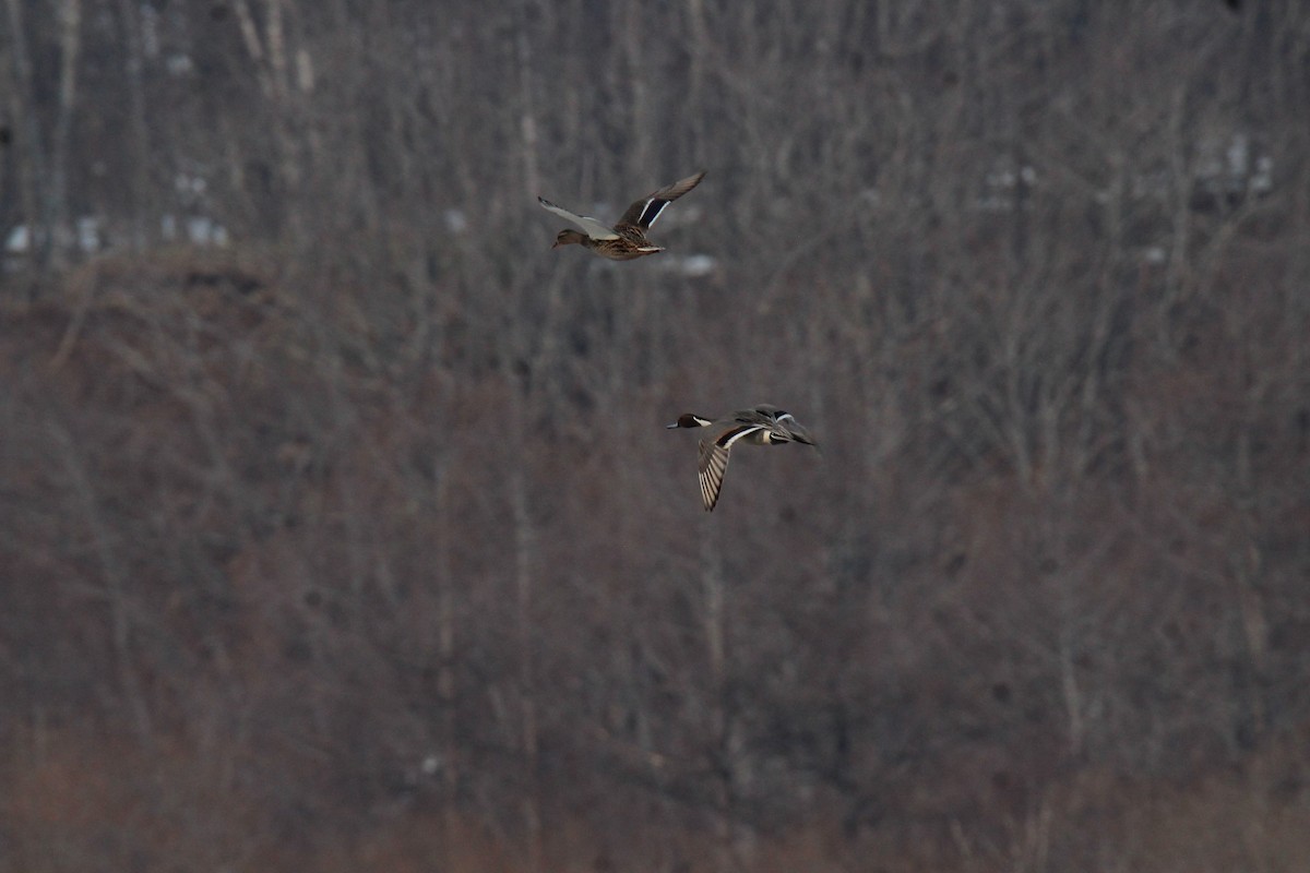 Northern Pintail - ML616959913