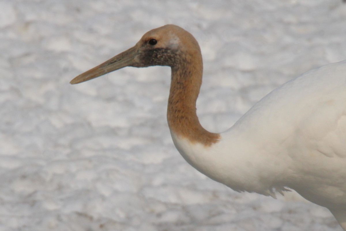 Red-crowned Crane - ML616959922