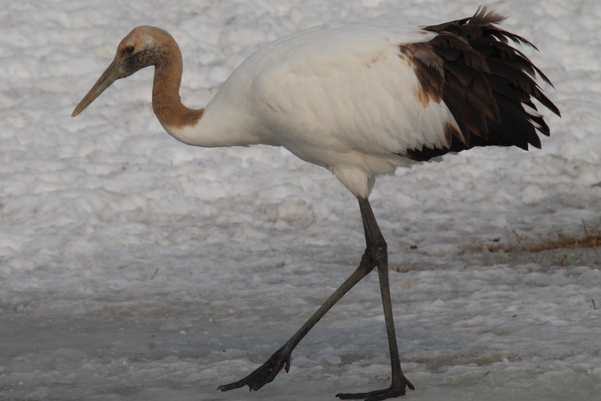 Red-crowned Crane - ML616959924