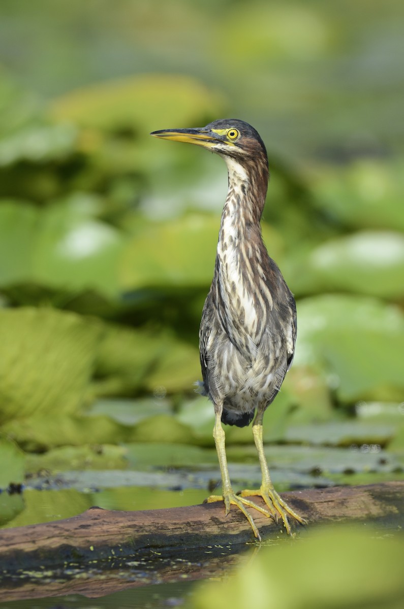 Green Heron - Jax Nasimok