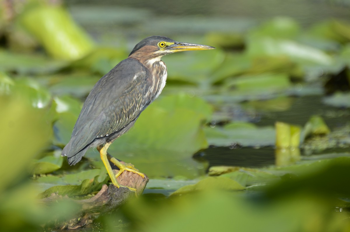 Green Heron - Jax Nasimok