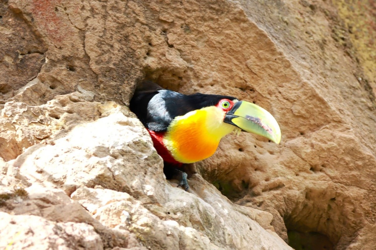 Red-breasted Toucan - ML616959979