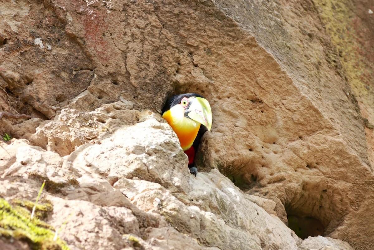 Red-breasted Toucan - ML616959980