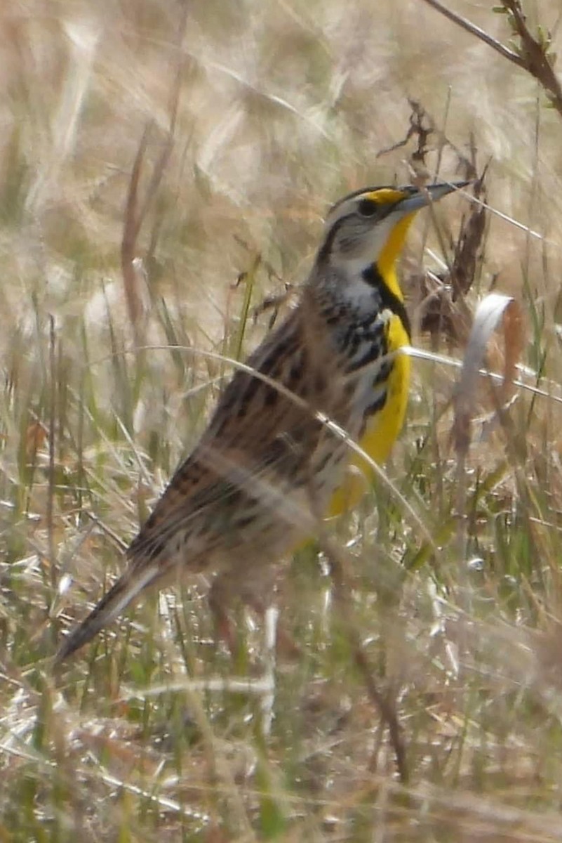 Eastern Meadowlark - ML616959991