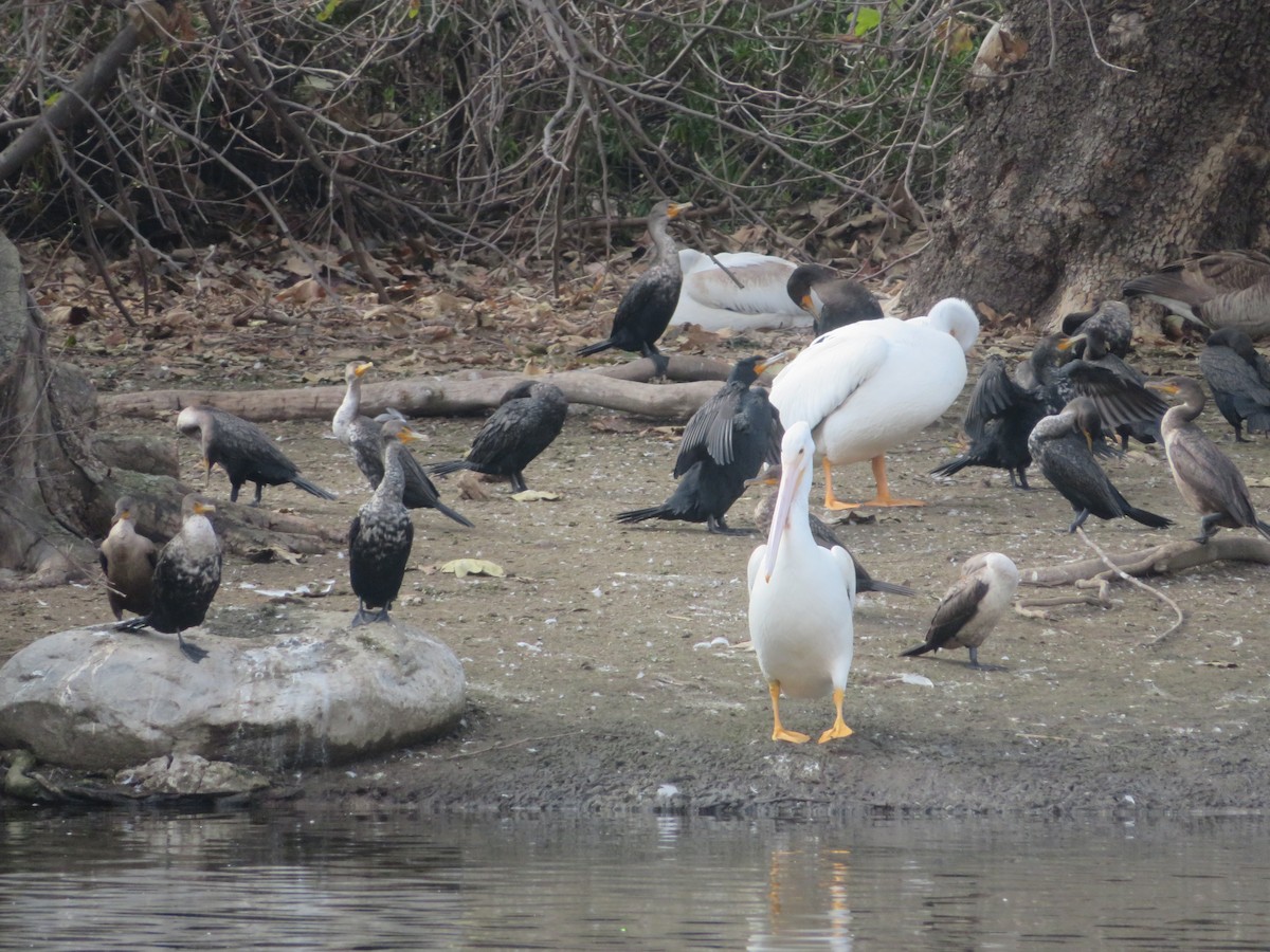 American White Pelican - Aaron Jones