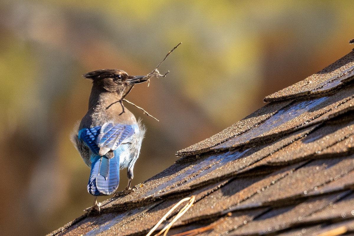 Steller's Jay - Roger Kohn