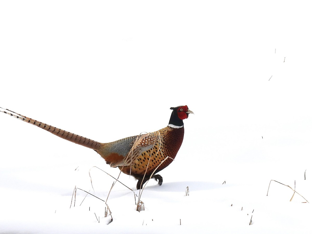 Ring-necked Pheasant - ML616960135