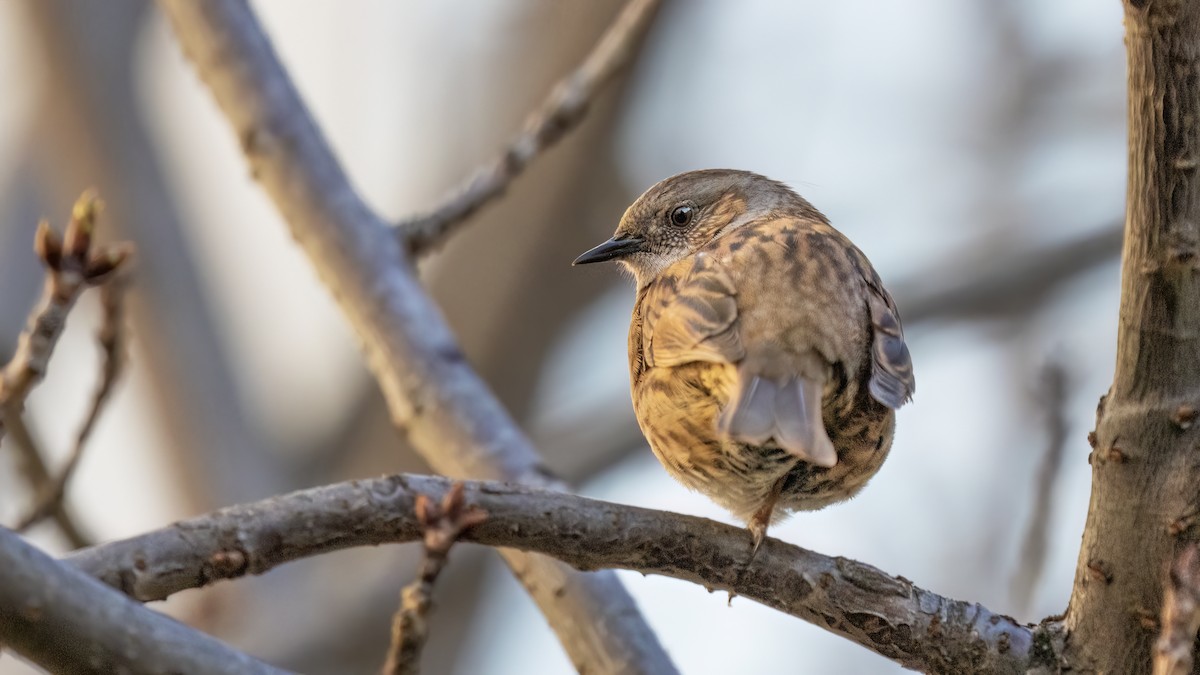 Dunnock - Anonymous