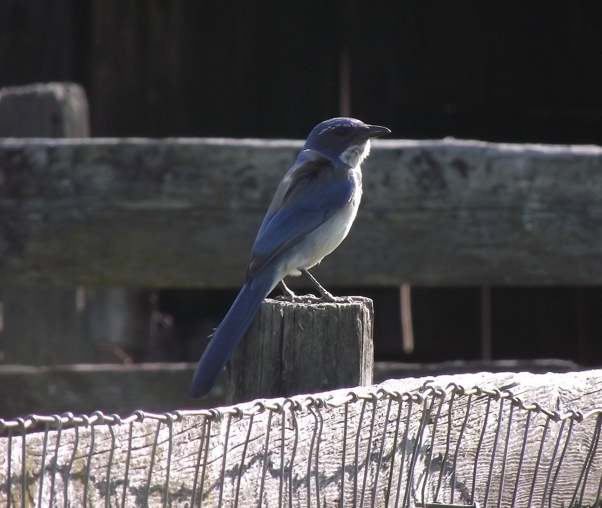 California Scrub-Jay - ML616960228